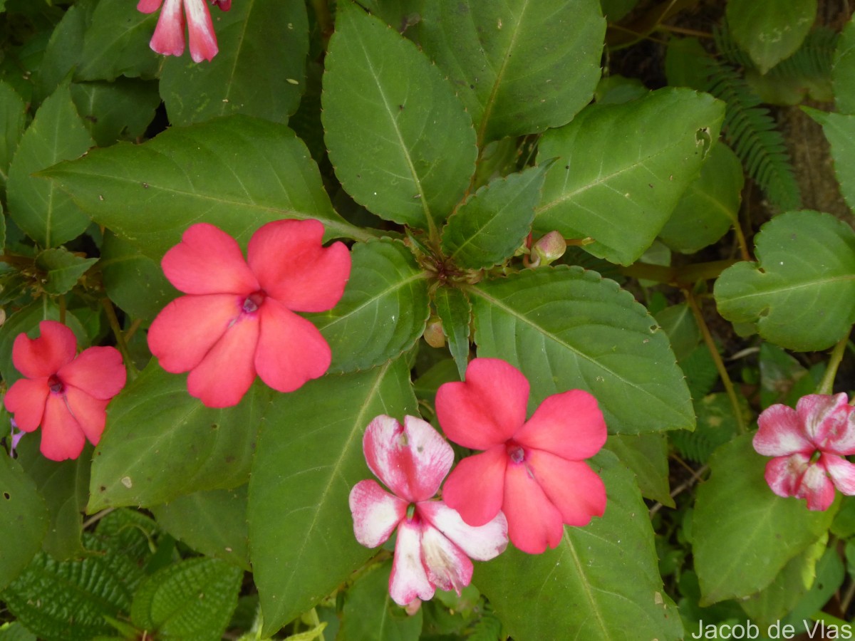 Impatiens walleriana Hook.f.